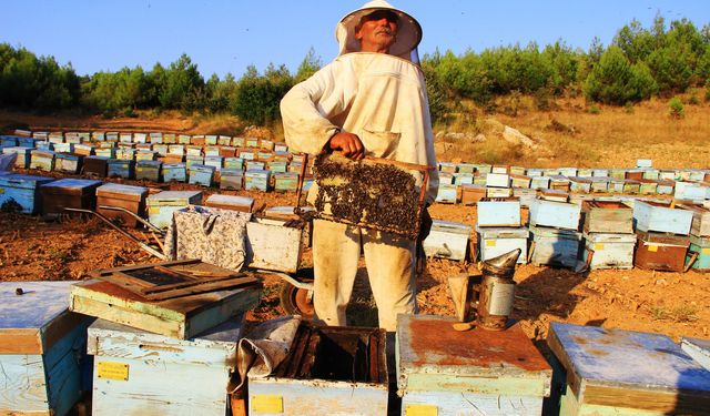 Çam balıyla ilgili önemli karar