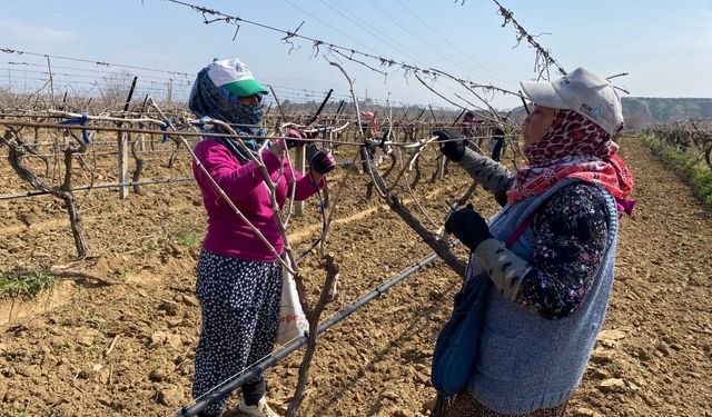 Yağışa teslim olan bağlar ayağa kalktı
