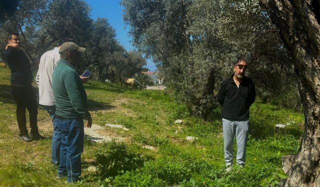 Aydın’da Endemik Tülüşah için inceleme