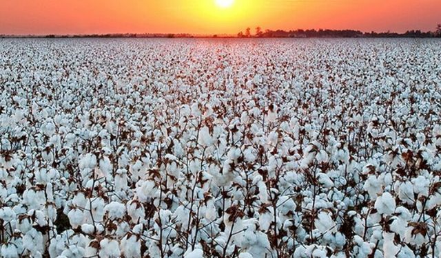 Aydın’da pamuk için seferberlik