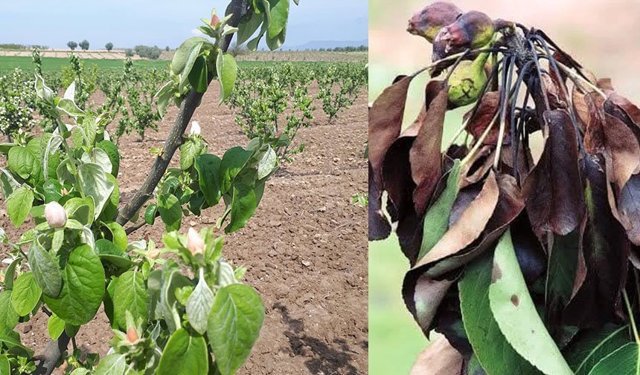 Ayva, elma ve armutta erwinia amylovora bakterisi tehlikesi