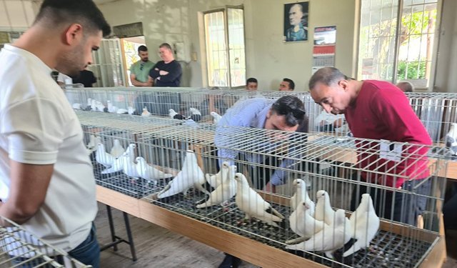 Azman güvercinleri güzellikleriyle mest etti