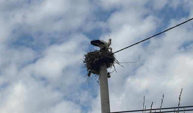 Bozdoğan’da baharın müjdecisi leylekler yuvalarına döndü