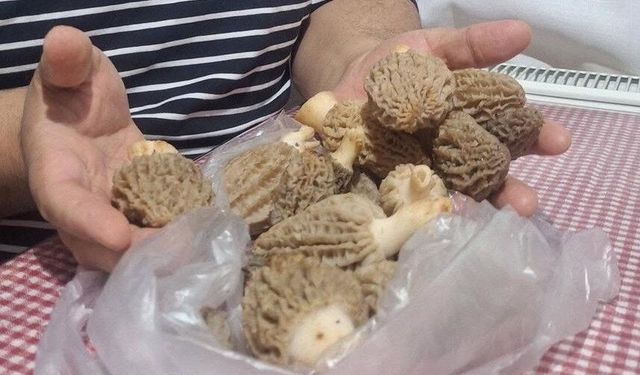 Doğanın 'et lezzeti' kuzugöbeği sofralarda