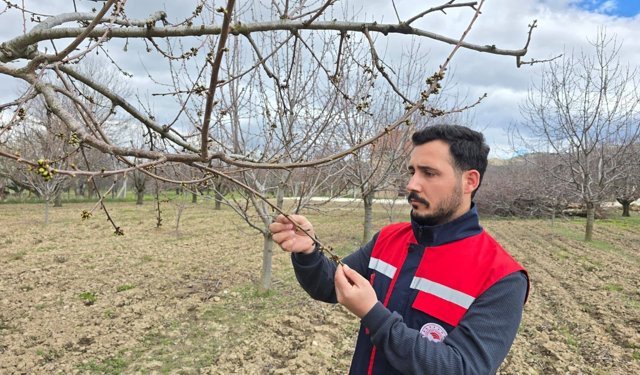 Ekipler meyve bahçelerinde inceleme yapıyor