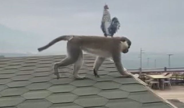 Firari maymun şehir turuna çıktı