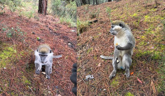 Firari maymunların sırrı çözüldü
