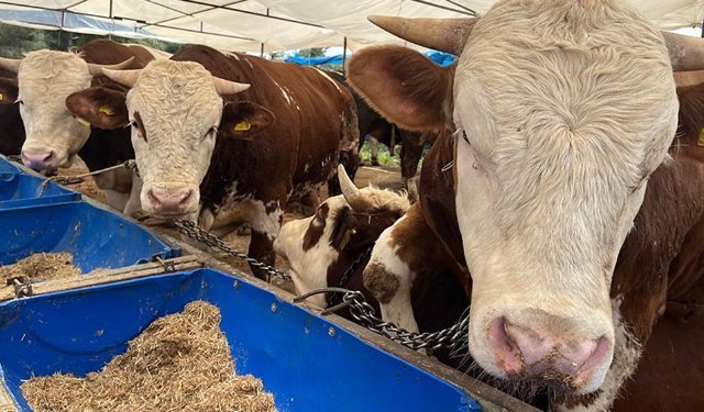 Kurban pazarları kurulmaya başladı