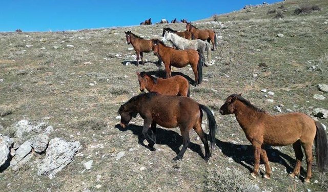 Havanın ısındı, yılkı atları hareketlendi