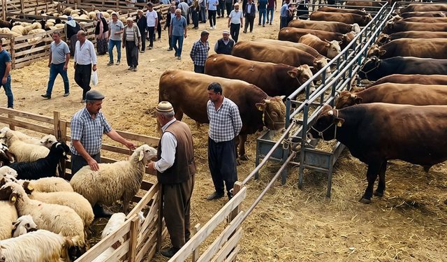 30 bin TL’ye de var, 300 Bin TL’ye de! 2026 kurbanlık fiyatları belli oldu