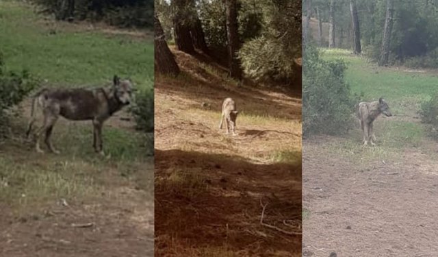 Kurtlar yerleşim yerlerine yaklaştı