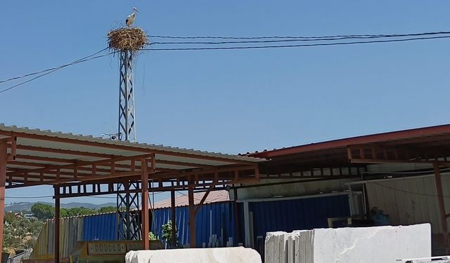 Kuşadası’na leylekler geri döndü