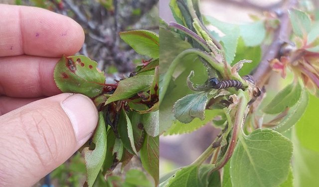 Meyve ağaçlarında hastalık çıktı