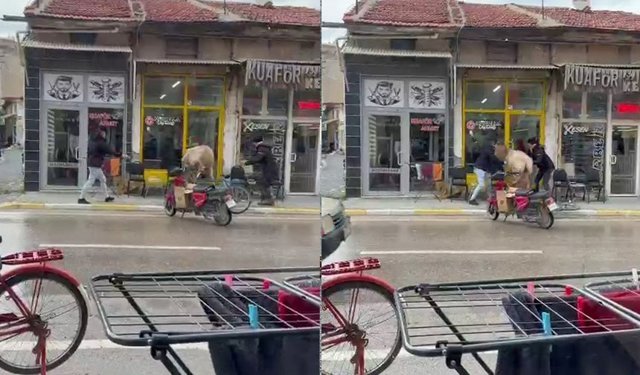 Firar eden inek berbere gitti