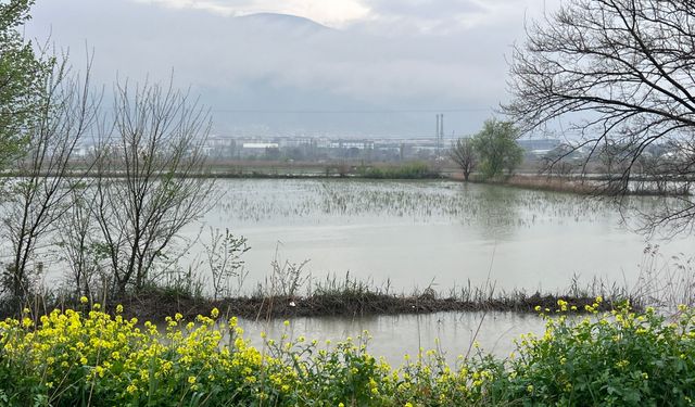 Taşkın yerleşim alanlarına ulaştı