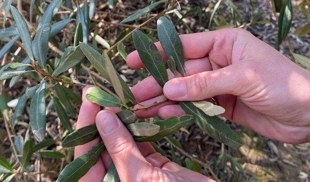 Zeytinde halkalı leke alarmı
