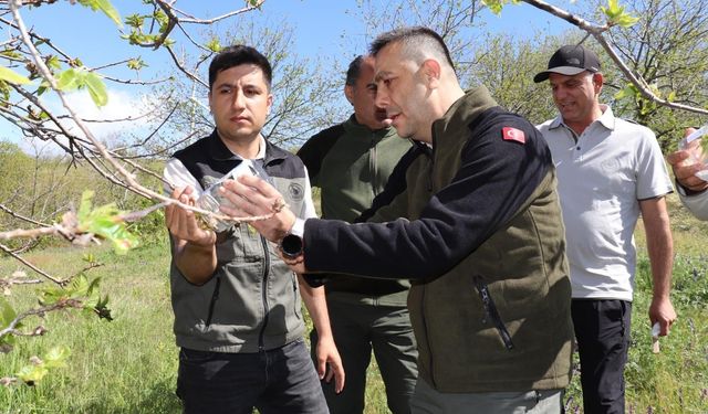 Aydın’da 2700 parazitoit böcek salındı