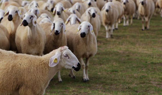 Aydın'da kurban kesim fiyatları açıklandı