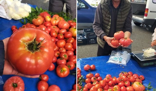 Aydın’daki pazarda görüntülendi.. Tek domates 1 kilo!