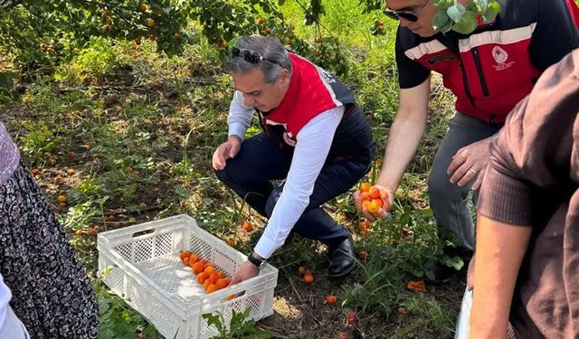 Aydın’ın kayısı bahçelerinde çalışmalar başladı