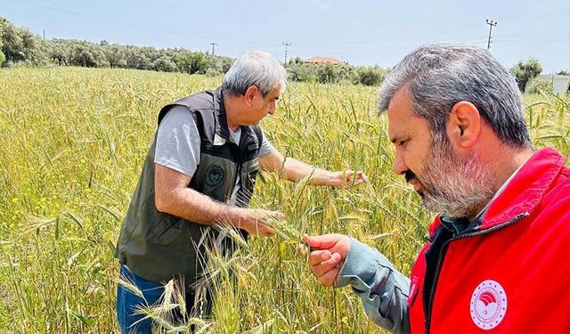 Ekipler hastalık ve süne için bölgeye gitti