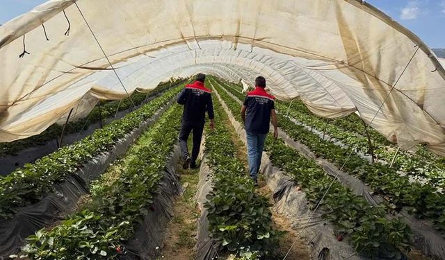 Koçarlı’da ekipler çilek bahçelerinde