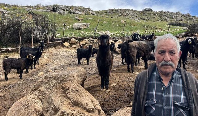 Küçükbaş hayvan yetiştiriciliği bitme noktasına geldi