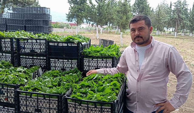 Yeşil altının fiyatı belli oldu