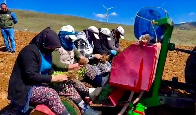 Yıllardır atıl durumda olan tarım arazilerine ‘kekik’ ekimine başlandı