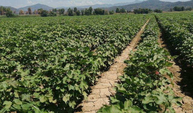 Aydın’da pamukta zararlı alarmı