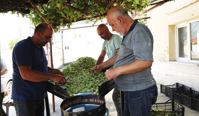 Aydın’dan Türkiye’nin dört bir yanına gönderiliyor