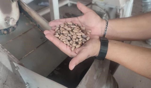 Aydın’ın çam fıstığı altınla yarışıyor