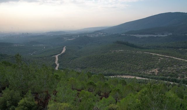 Ormanlara giriş yasaklandı