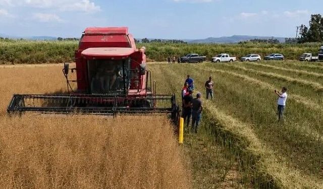 Söke’de kanola hasadı gerçekleştirildi