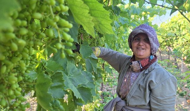 Üzüm bağlarında imece mesaisi