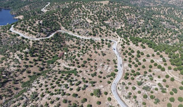 Aydın'da 15 yıl önce dikilen fıstıkçamları kozalak vermeye başladı