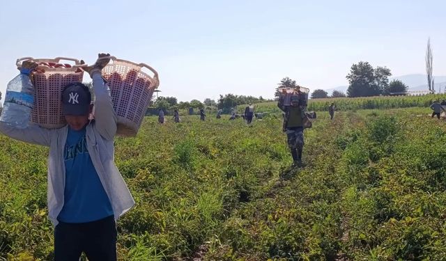 Aydın’da hasat zamanı