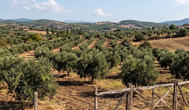 Aydın’da icra yoluyla satılık zeytinlik.. 160 ağaçlı bahçe yeni sahibini arıyor
