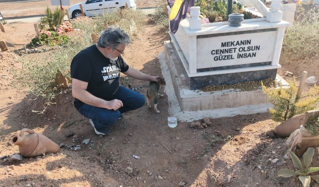Aydın’da sahibi hayatını kaybeden kedi aylardır mezarın başından ayrılmıyor