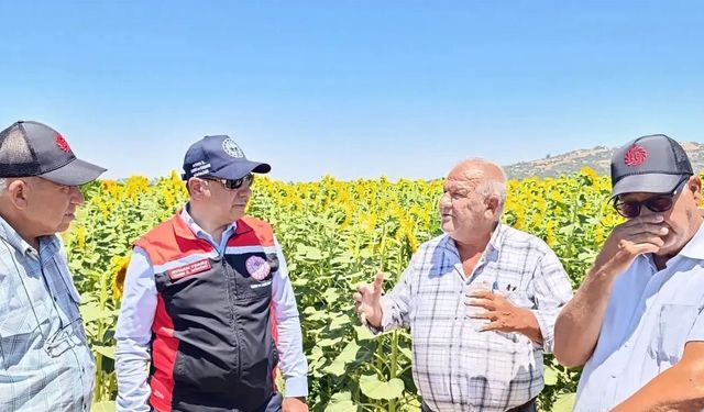 Aydın’da üreticiler ayçiçeğine yöneldi