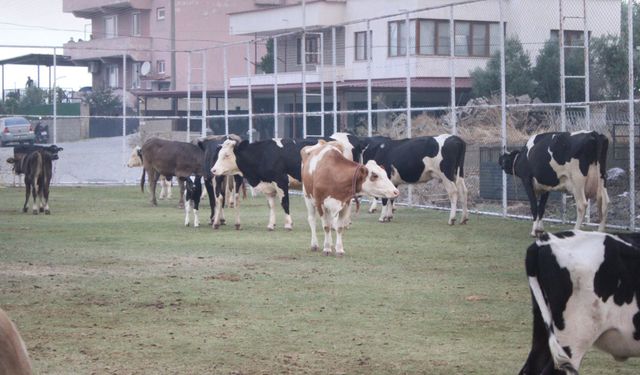 Çine'de alevlerin ulaştığı mahallede hayvanlar halı sahada korumaya alındı