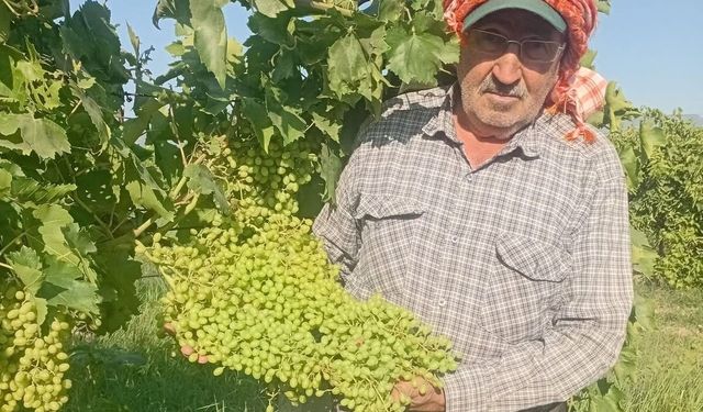 Dev salkımlar yola çıkıyor