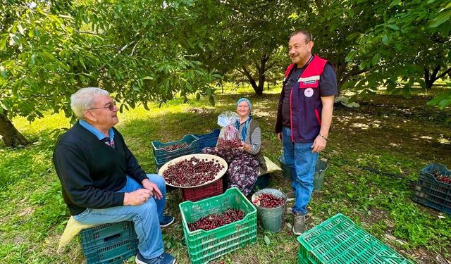 Kirazda pestisit alarmı