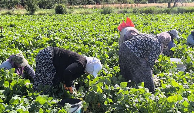 Sabah 7:30’dan akşam 18:00’e kadar 1000 TL’ye çalışıyorlar