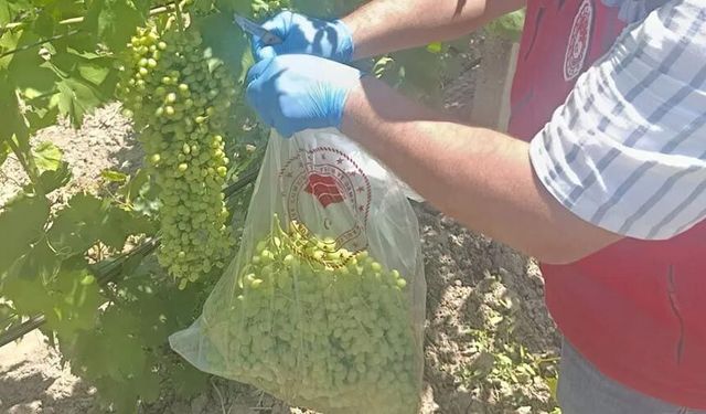 Üzümde pestisit alarmı