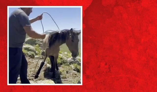Yılkı atlarıyla ilgili mide bulandıran iddia