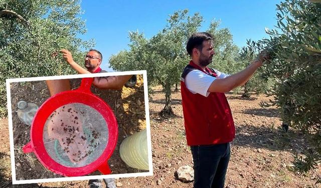 Zeytin sineği alarmı