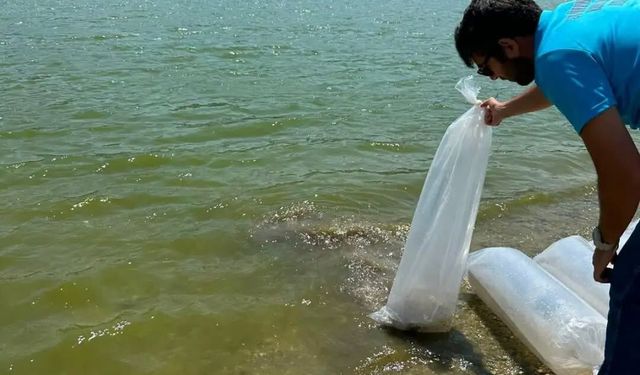 Aydın’da 535 bin sazan salındı