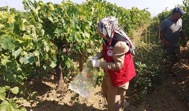 Bahçelerde pestisit alarmı