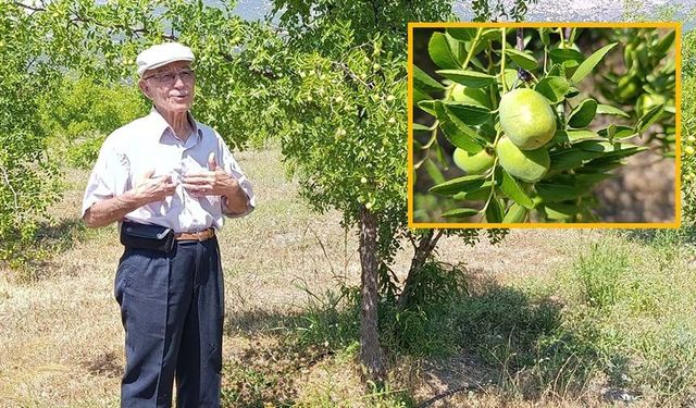 Bu meyveyi herkes bilmiyor, faydaları saymakla bitmiyor